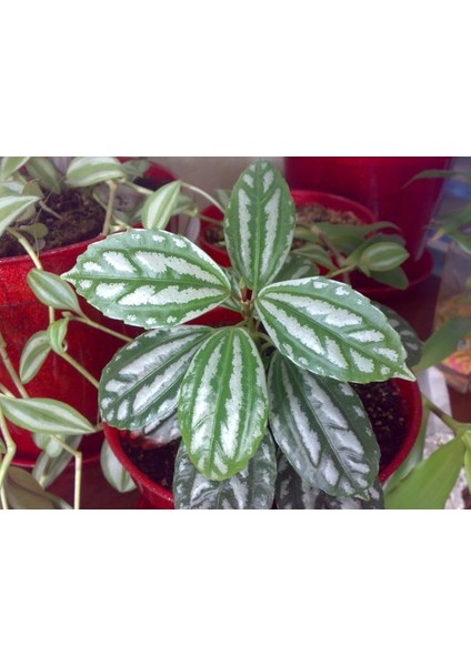 Karyağdı Alüminyum Çiçeği Topçu Çiçeği Pilea Cadierei 3 Adet