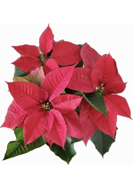 Atatürk Çiçeği (Ponsettia) modelleri