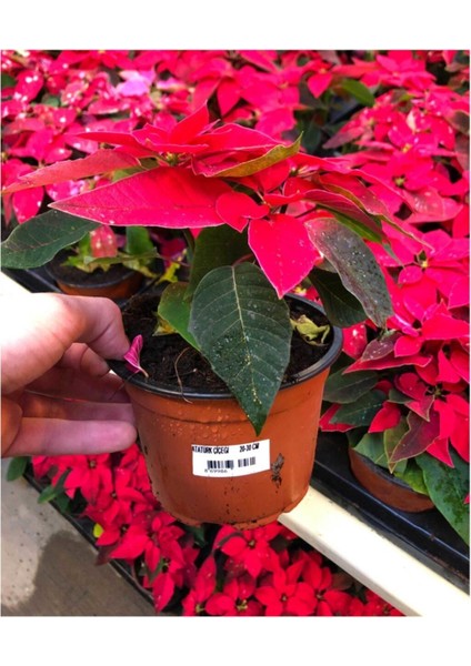 Atatürk Çiçeği Hediyelik Özel Bitki