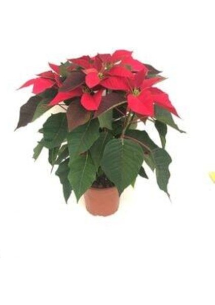 Ponsetya Atatürk Çiçeği