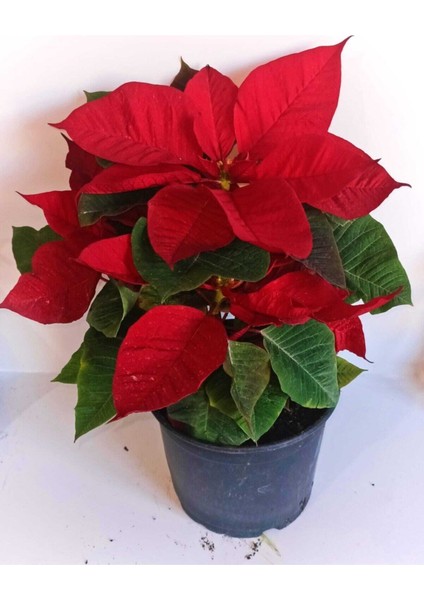 Atatürk Çiçeği (Poinsettia)