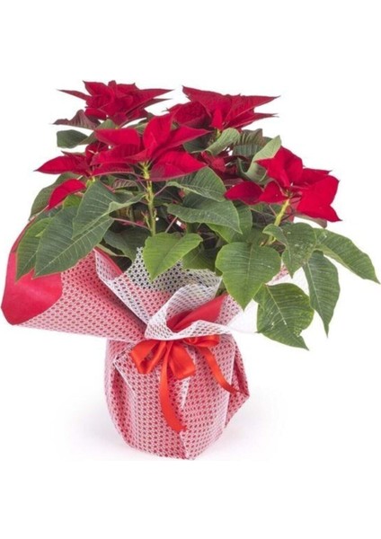 Atatürk Çiçeği Ponsetya