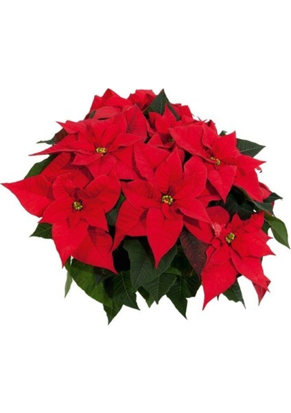 Atatürk Çiçeği Ponsetya fiyatları