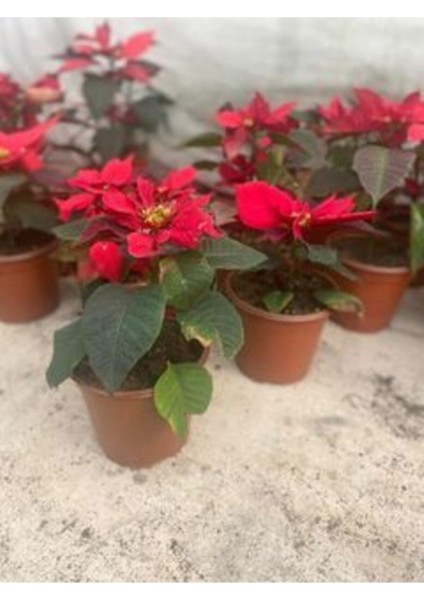 Atatürk Çiçeği Özel Hediyelik fiyatları