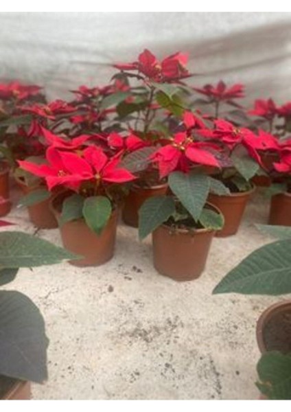 Atatürk Çiçeği Özel Hediyelik modelleri