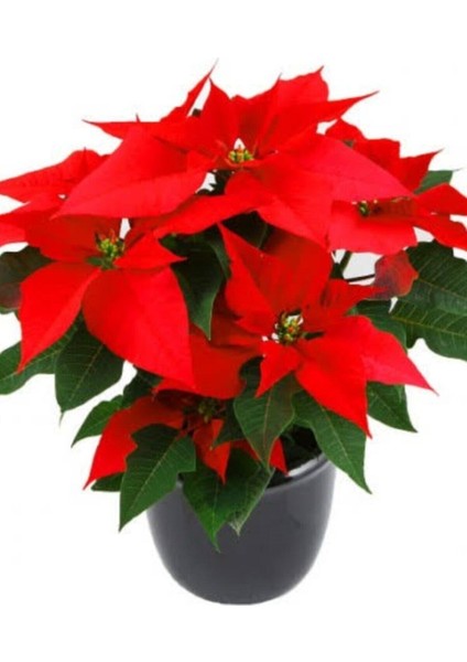 Atatürk Çiceği Hediyelik Ofis Salon Bitkisi