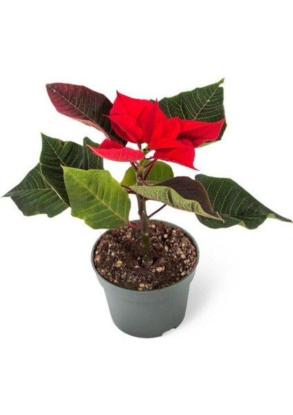 Poinsettia | Atatürk Çiçeği Hediyelik Ofis Bitkisi Öğretmenler Günü Hediyesi