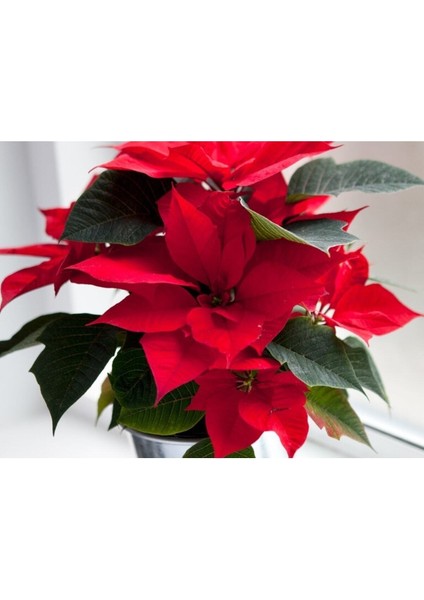 Atatürk Çiçeği – Ponsetya Hediyelik Ofis Bitkisi Öğretmenler Günü Hediyesi modelleri