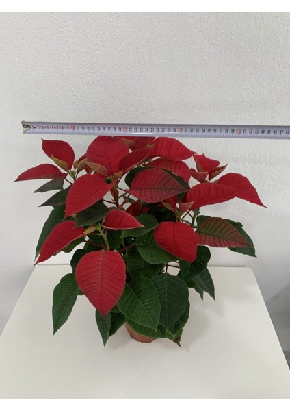 Poinsettia Atatürk Çiçeği Özel Hediyelik