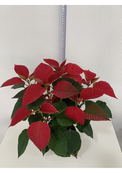 Poinsettia Atatürk Çiçeği Özel Hediyelik fiyatları