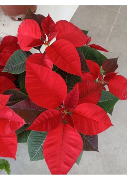 Poinsettia Atatürk Çiçeği