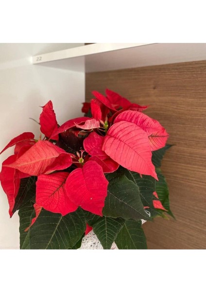 Ponsetya ( Atatürk ) Çiçeği fiyatları