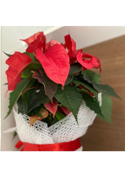 Ponsetya ( Atatürk ) Çiçeği modelleri