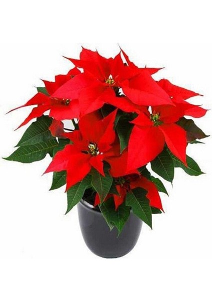 Atatürk Çiçeği Euphorbia Pulcherrima