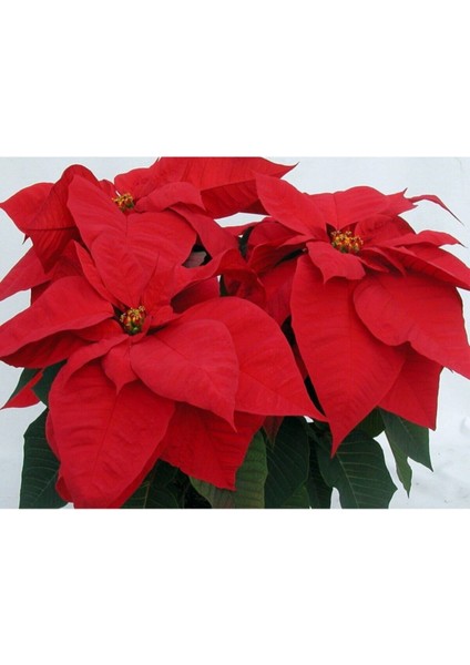 Atatürk Çiçeği Euphorbia Pulcherrima fiyatları