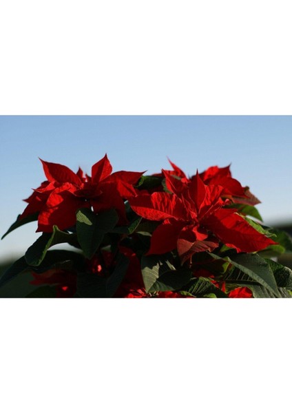 Atatürk Çiçeği Euphorbia Pulcherrima modelleri