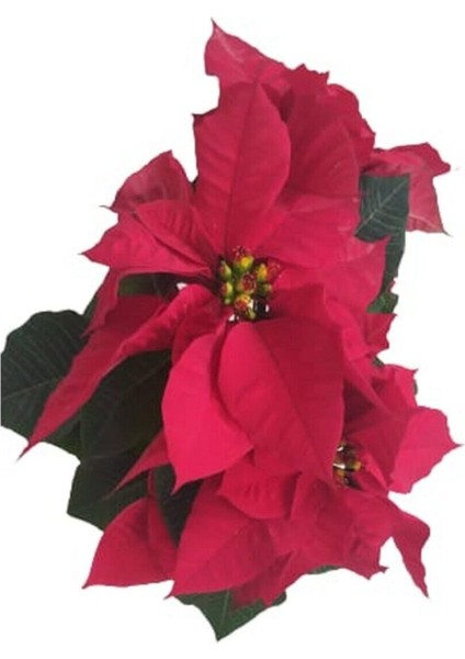 Atatürk Çiçeği - Noel Yıldızı - Poinsettia modelleri