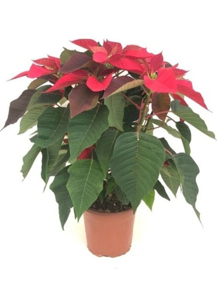 Ponsetya, Atatürk Çiçeği Poinsetiia Hediyelik Ofis Bitkisi modelleri