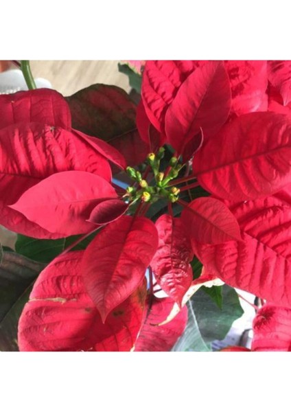 Euphorbia Pulcherrima - Atatürk Çiçeği- Ponsetya Hediyelik Ofis Bitkisi fiyatları