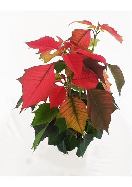 Atatürk Çiçeği Ponsetya 30-40 cm fiyatları