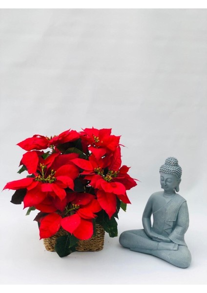 Atatürk Çiçeği Euphorbia Pulcherrima