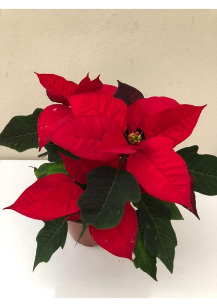 Kırmızı Atatürk Çiçeği Hediyelik Ofis Bitkisi