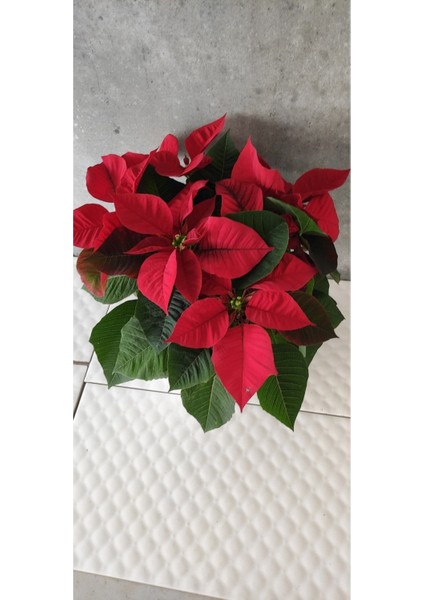 Atatürk Çiçeği (Ponsetya) Hediyelik Ofis Bitkisi fiyatları