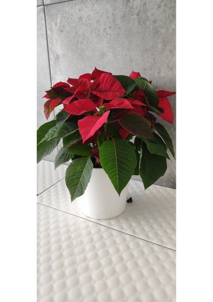 Atatürk Çiçeği (Ponsetya) Hediyelik Ofis Bitkisi modelleri