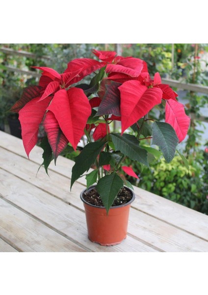 Saksılı Xl Atatürk (Ponsetya) Çiçeği Hediyelik Ofis Bitkisi