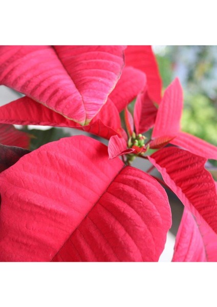 Saksılı Xl Atatürk (Ponsetya) Çiçeği Hediyelik Ofis Bitkisi fiyatları