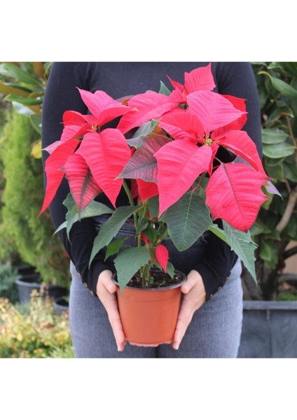 Saksılı Xl Atatürk (Ponsetya) Çiçeği Hediyelik Ofis Bitkisi modelleri