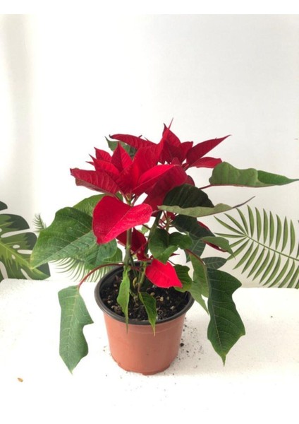 Ponsetya Atatürk Çiçeği 30CM+ Boy Hediyelik Ofis Bitkisi