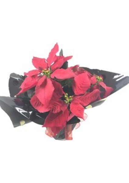 Atatürk Çiçeği Ponsetya Poinsettia & Siyah Benekli Sarım Saksıda Lik Canlı Çiçek modelleri