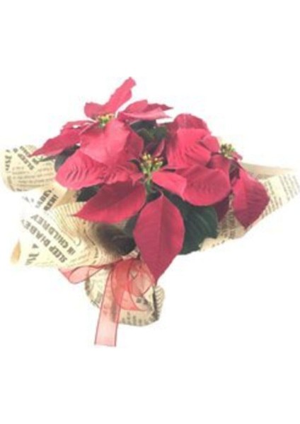 Atatürk Çiçeği Ponsetya Poinsettia & Gazeteye Sarım Saksıda Hediyelik Canlı Çiçek fiyatları