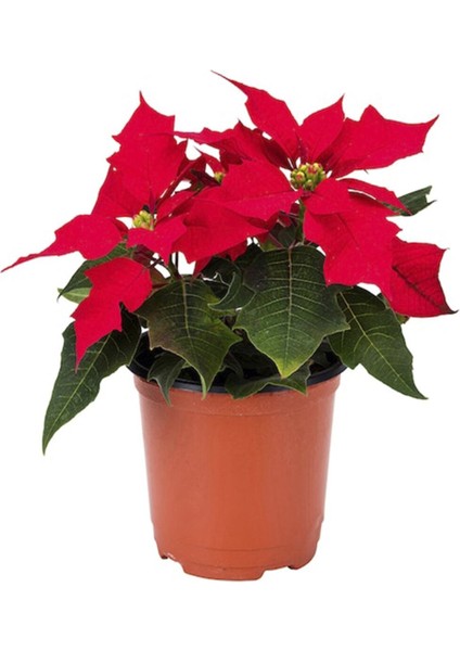 Euphorbia Pulcherrima | Atatürk Çiçeği, Ponsetya | 20/30 cm Orta Boy