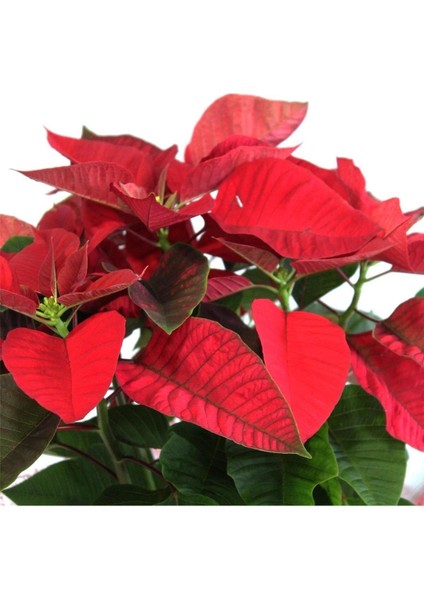 Dekoratif Paketleme+Kart Notu ponsetya Atatürk Çiçeği 60 cm fiyatları