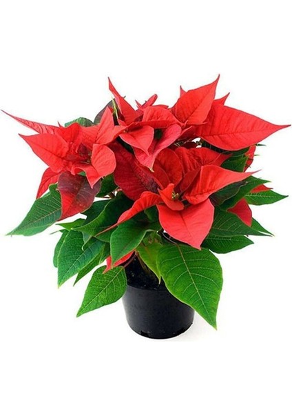 Ponsetya Atatürk Çiçeği Kırmızı Yapraklı Bitki Çiçek Poinsettia