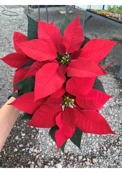 Ponsetya Atatürk Çiçeği Kırmızı Yapraklı Bitki Çiçek Poinsettia fiyatları