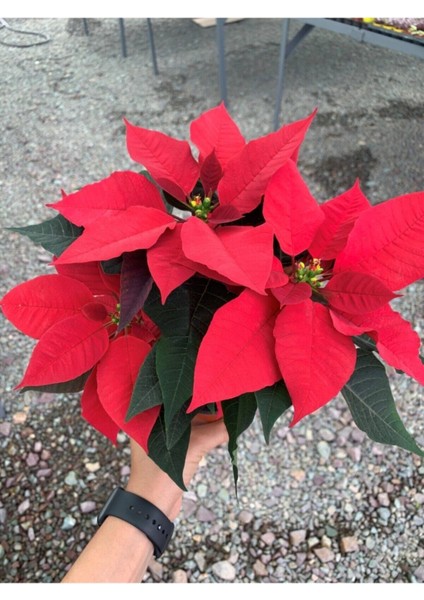 Ponsetya Atatürk Çiçeği Kırmızı Yapraklı Bitki Çiçek Poinsettia modelleri