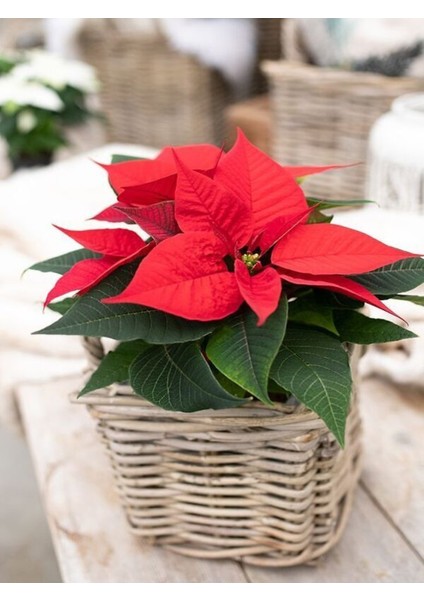 Atatürk Çiçeği Çiçekli Bodur Bitki (Ponsetya Çiçeği)