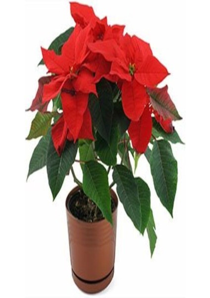 Atatürk Çiçeği Çiçekli Bodur Bitki (Ponsetya Çiçeği) modelleri