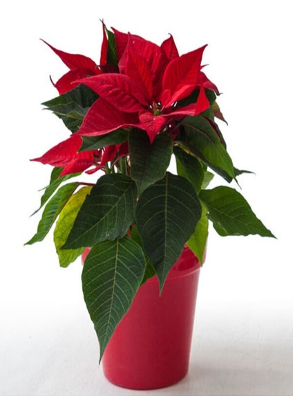 Atatürk Çiçeği Iç Mekan Bitkisi (Ponsetya Çiçeği)