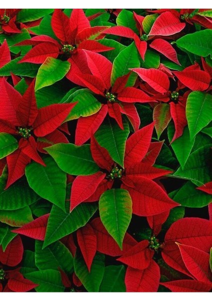 Atatürk Çiçeği Iç Mekan Bitkisi (Ponsetya Çiçeği) modelleri