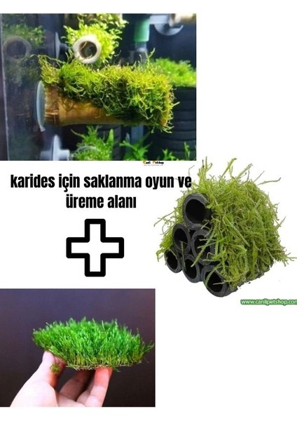 Karides Için Üreme Saklanma Yuvası + Oyun Alanı 3'lü Set Moss Sarılı Dekor