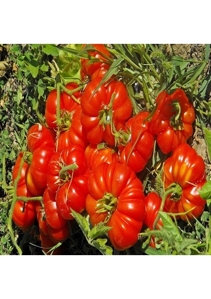 200 Adet Tohum Organik Hobi Bahçe Pembe Bulgar Domates Tohum Hediyeli