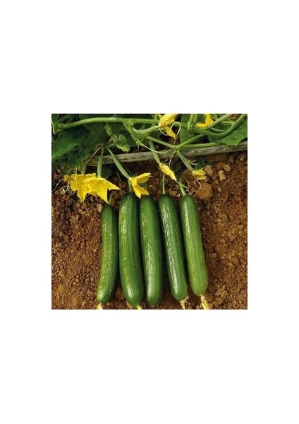 20 Adet Tohum Organik Sırık Hıyar Salatalık Tohumu Hobi Bahçe Bahçe Tohum