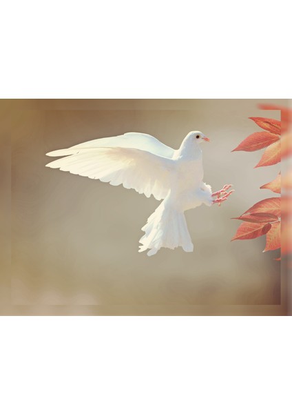 Beyaz Güvercin 50X70 Kanvas Tablo fiyatları