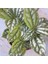 Karyağdı Alüminyum Çiçeği Topçu Çiçeği Pilea Cadierei 3 Adet 1