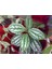 Karyağdı Alüminyum Çiçeği Topçu Çiçeği Pilea Cadierei 3 Adet 2
