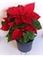 Atatürk Çiçeği (Poinsettia) 1